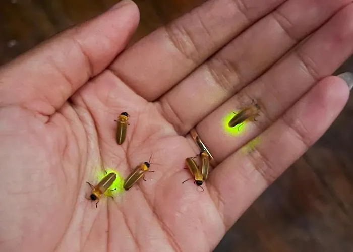 The Fire Flies Garden *